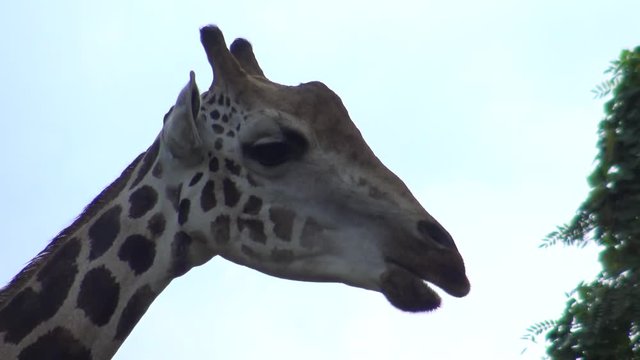 4k, The giraffe walking in the zoo (Giraffa camelopardalis) -Dan