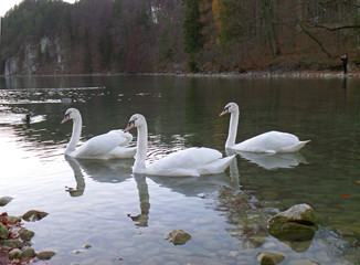 Three Mute Swans relaxing on Schwansee, the Lake at the foothill of Hohenschwangau Castle in Bavaria, Germany 