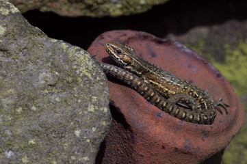 Viviparous Lizard (Zootoca Vivipara)/Common Lizard basking on rusted tin can embedded in stone wall