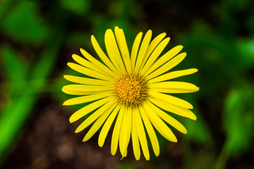 Closeup of beautiful yellow flowers in the garden, Spring background with beautiful yellow flowers.spring-summer concept,flowers concept, spring garden,spring flowers