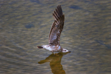 Gaviota en río