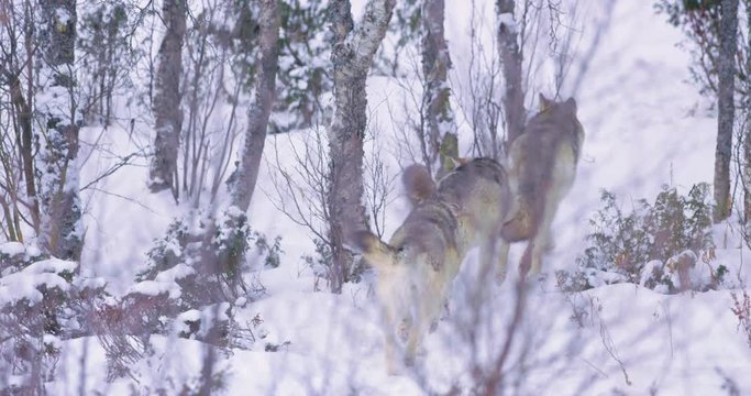 three wolves patrolling pack territory