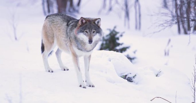 Beautiful male wolf by the tree line