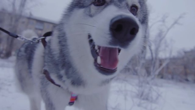 Dog hasky running in winter forest in a circle.