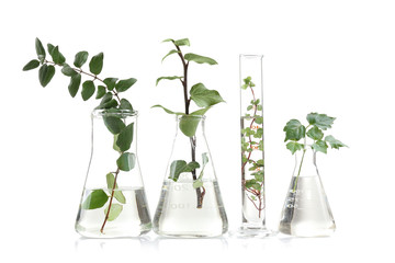 Fototapeta na wymiar Plants in flasks isolated on white