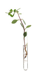 Test tube with plant isolated on white