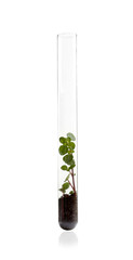 Test tube with plant isolated on white