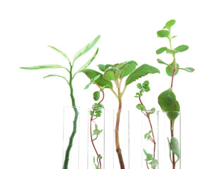 Fototapeta na wymiar Test tubes with plants on white background