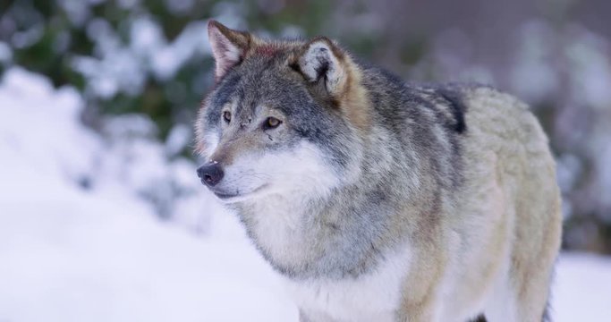 Portrait of wounded alpha wolf looking around in slow motion