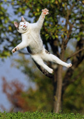 Cat jumping