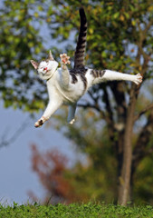 Cat jumping © Damir