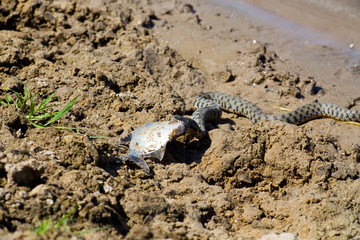 Snake eating a fish in the Volga Delta, Astrakhan, Russia
