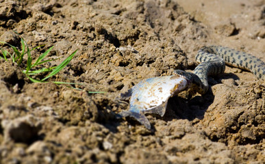 Snake eating a fish in the Volga Delta, Astrakhan, Russia