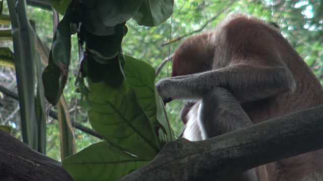 4k, The proboscis monkey is eating in a tree of the zoo, known as the long-nosed monkey (Nasalis larvatus) that is endemic to the southeast Asian island of Borneo-Dan