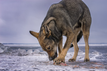 Hungry dog is eating freshly caught fish on ice