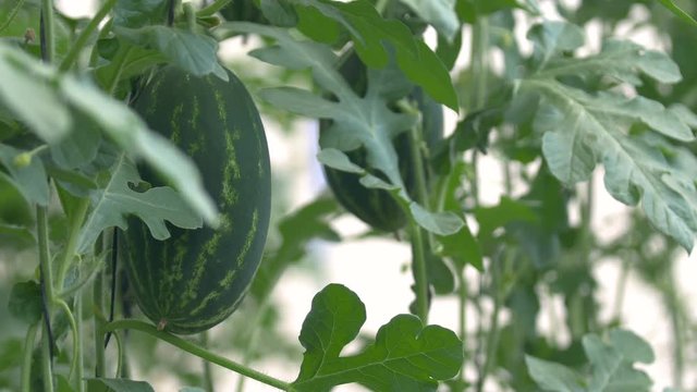 Greenhouse technologies. Watermelons grow on trees.Close-up of watermelon