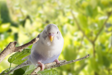 young white budgie in roost on a green background