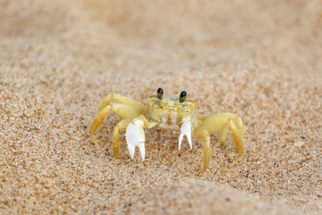 Caranguejo na Areia
