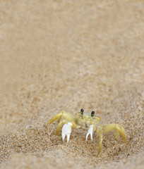 Caranguejo na Areia da Praia 