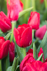 Tulip. Beautiful bouquet of tulips. colorful tulips.