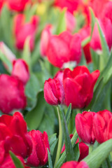 Fototapeta premium Tulip. Beautiful bouquet of tulips. colorful tulips.