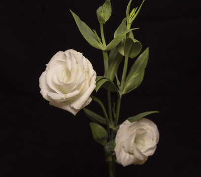 a fresh white lisiantus on black background
