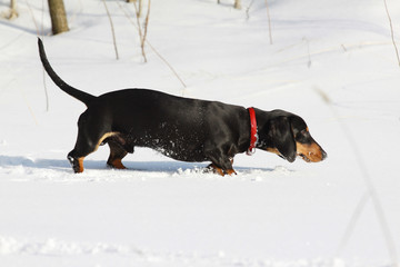 young black smooth-haired dachshund hunting in winter forest