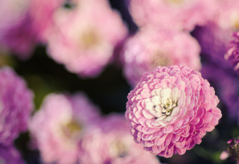 Pink chrysanthemum flowers macro image, floral vintage background