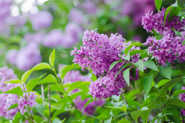 Branch of lilac flowers with green leaves, floral natural macro background, soft focus
