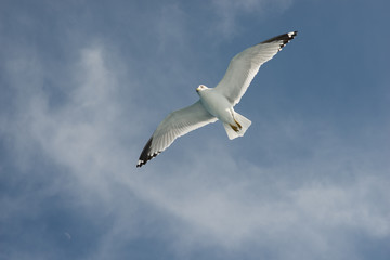 Seagull In Flight