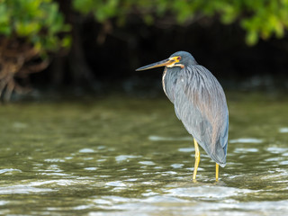 Tri-Colored Heron
