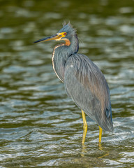 Tri-Colored Heron