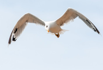Seagull flying