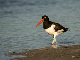 Banded