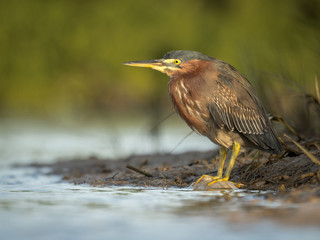 Green Heron