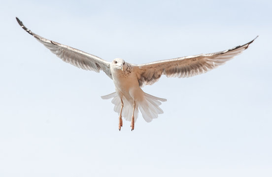 Seagull flying