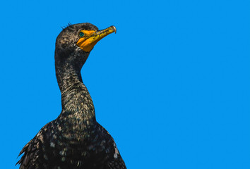 Elegant portrait of a  Double Crested Cormorant against a blue sky