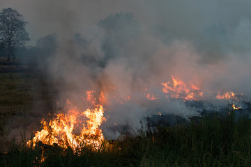 Fototapeta na wymiar Flames burned grass.