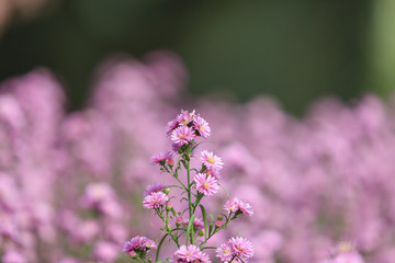 Flower in garden at Hanoi