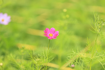 Flower in garden at Hanoi