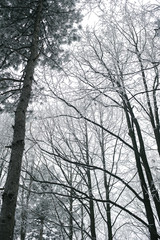 Fototapeta premium Magic foggy and frozen winter forest scene. Misty landscape back