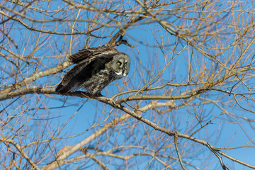 The great grey owl or great gray is a very large bird, documented as the world's largest species of owl by length. Here it is seen searching for prey in Quebec's harsh winter.