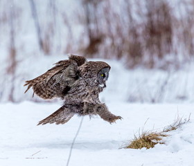 The great grey owl or great gray is a very large bird, documented as the world's largest species of owl by length. Here it is seen searching for prey in Quebec's harsh winter.