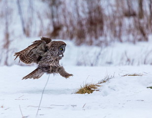 The great grey owl or great gray is a very large bird, documented as the world's largest species of owl by length. Here it is seen searching for prey in Quebec's harsh winter.