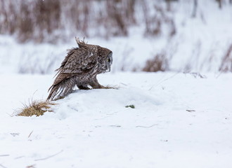 The great grey owl or great gray is a very large bird, documented as the world's largest species of owl by length. Here it is seen searching for prey in Quebec's harsh winter.
