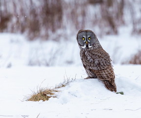 The great grey owl or great gray is a very large bird, documented as the world's largest species of owl by length. Here it is seen searching for prey in Quebec's harsh winter.