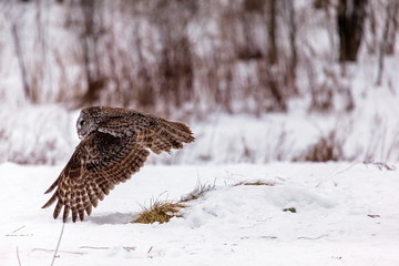 The great grey owl or great gray is a very large bird, documented as the world's largest species of owl by length. Here it is seen searching for prey in Quebec's harsh winter.