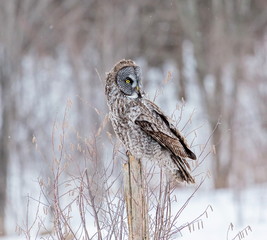 The great grey owl or great gray is a very large bird, documented as the world's largest species of owl by length. Here it is seen searching for prey in Quebec's harsh winter.