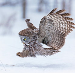 The great grey owl or great gray is a very large bird, documented as the world's largest species of owl by length. Here it is seen searching for prey in Quebec's harsh winter.