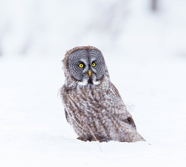 The great grey owl or great gray is a very large bird, documented as the world's largest species of owl by length. Here it is seen searching for prey in Quebec's harsh winter.